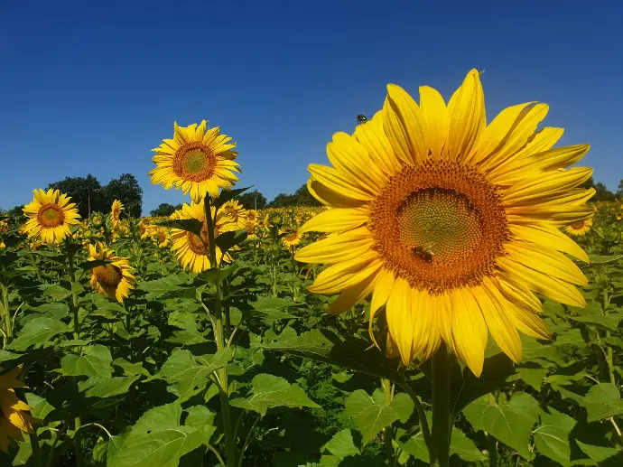 Des tournesols baignés de soleil