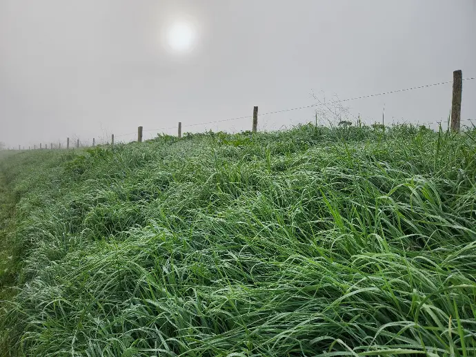 Des herbes avec l'humidité du matin hivernal
